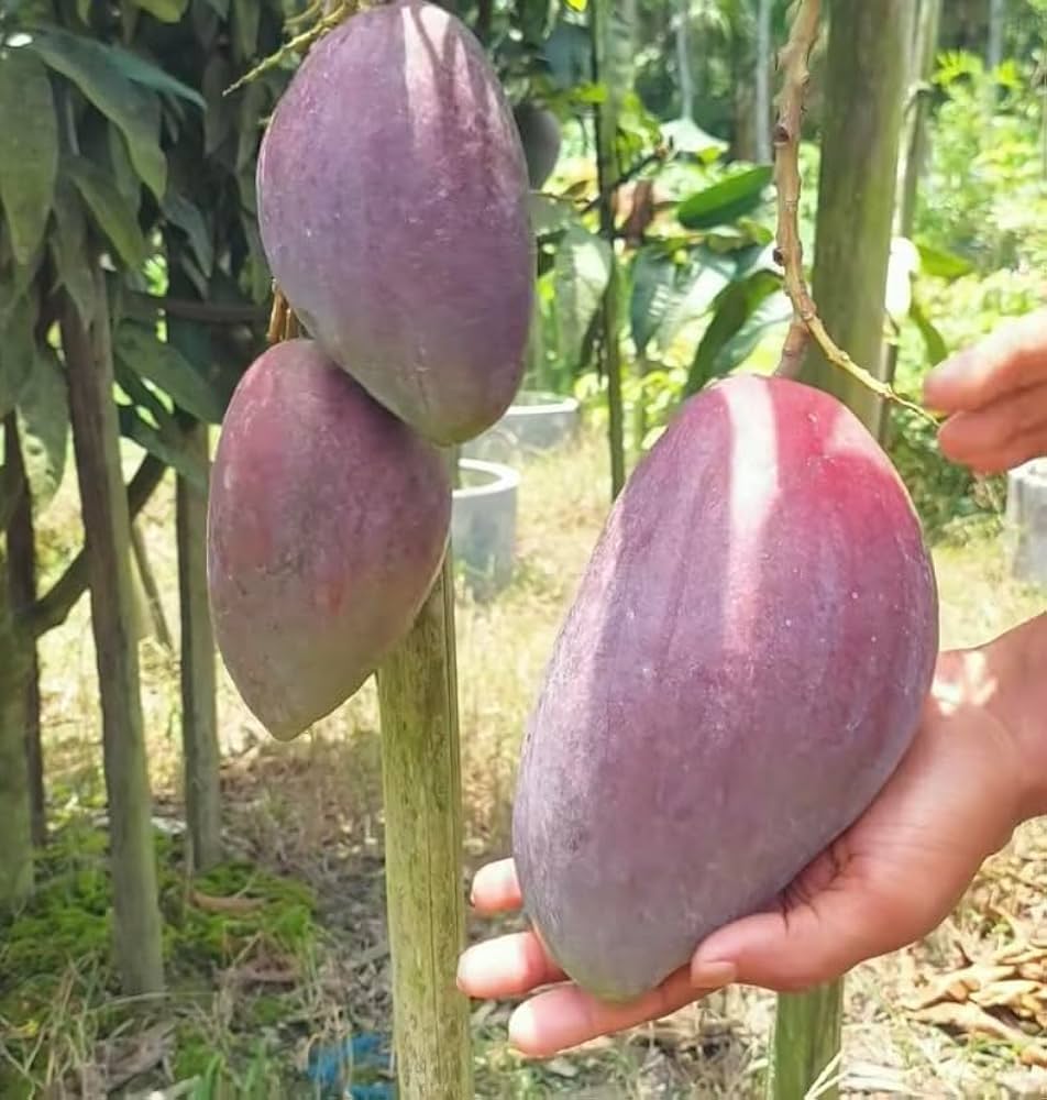 Nam Dok Mai Si Mueng Plants For Home & Gardening