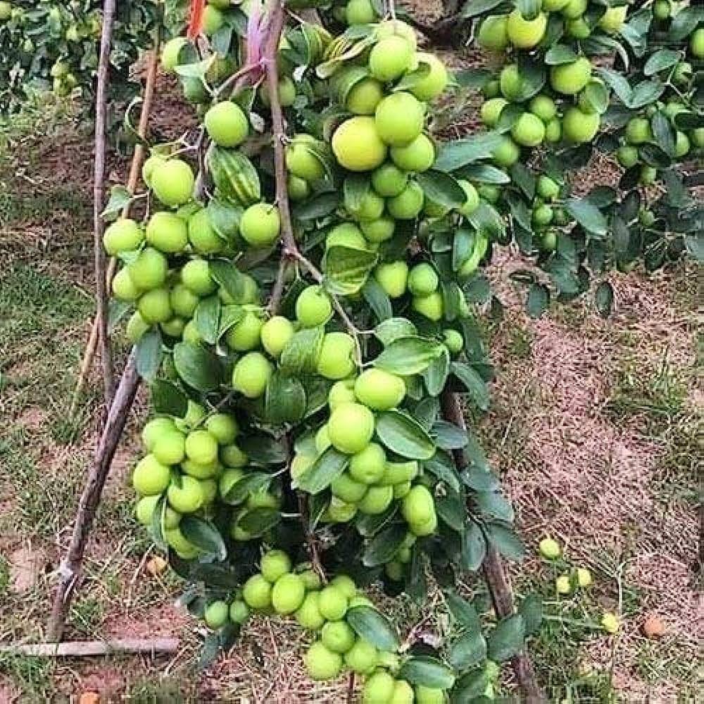 Green Apple Ber Fruit Plants For Home & Gardening