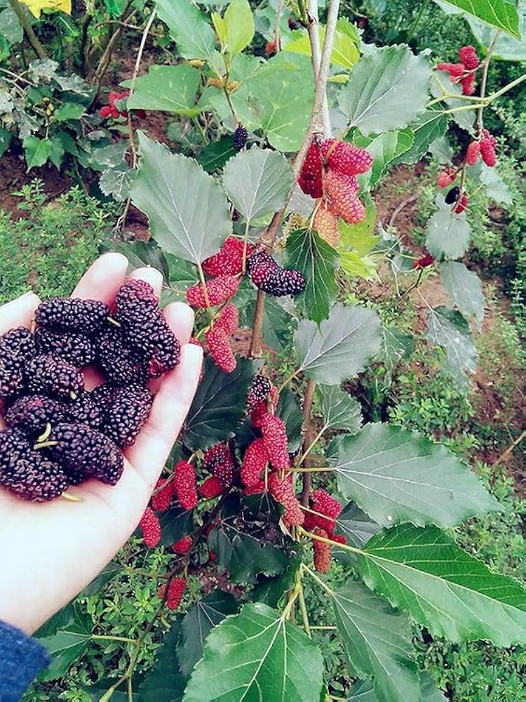 Shorts Mulberry Fruit Plants For Home & Gardening