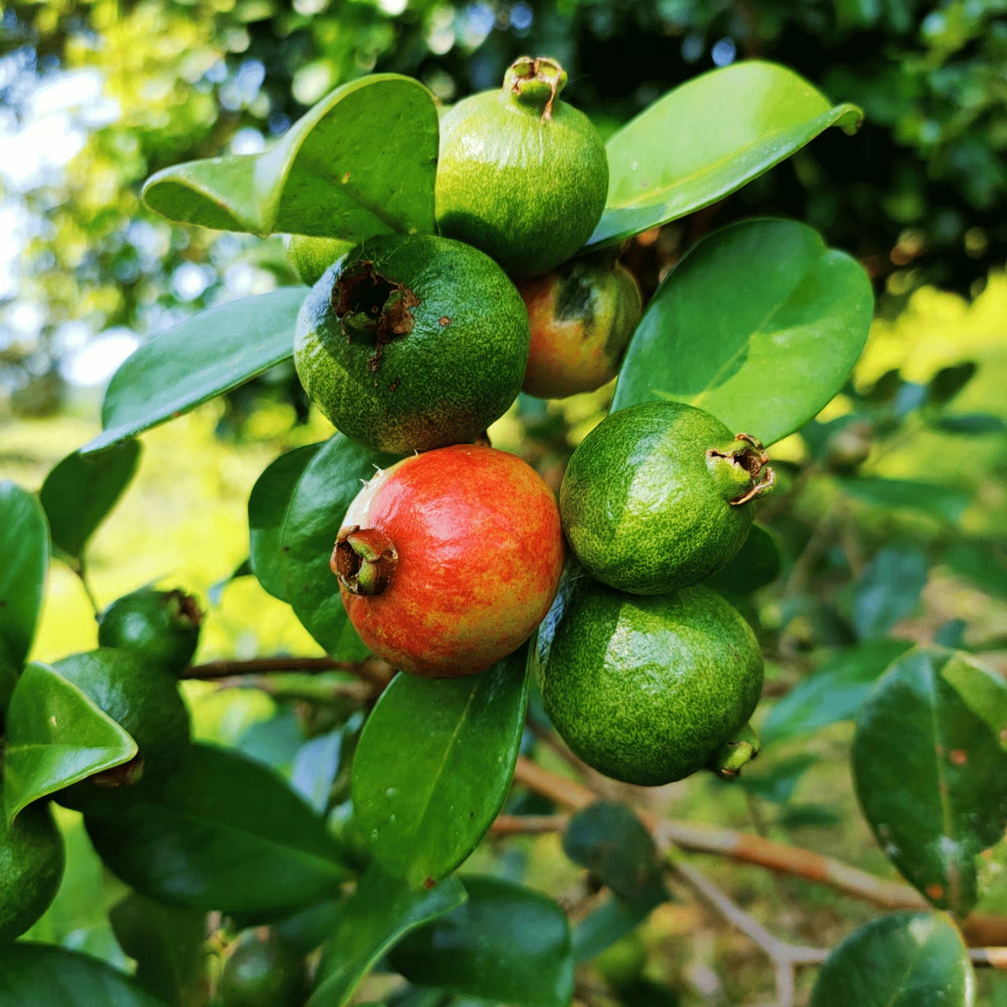 Red Strawberry Guava Fruit Plants For Home & Gardening