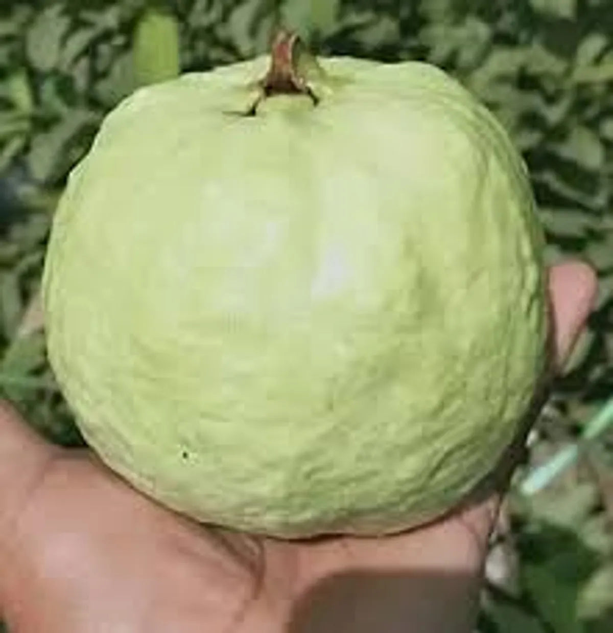 VNR 1 kg guava grafted fruit plant
