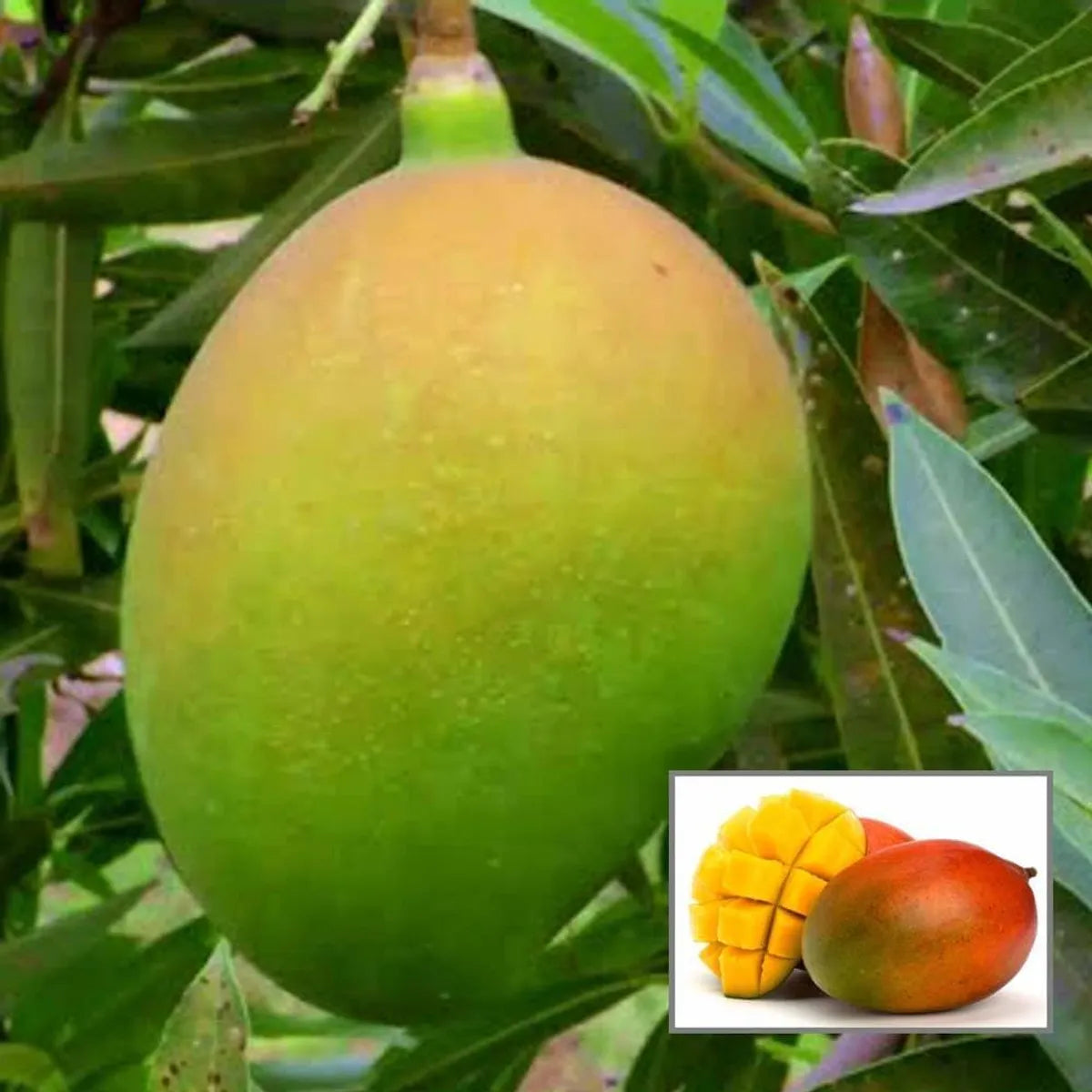 Subarnarekha Mango Plants For Home & Gardening