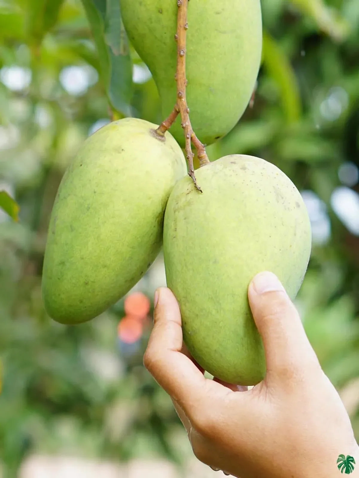 All Time Katimon Mango Plants For Home & Gardening