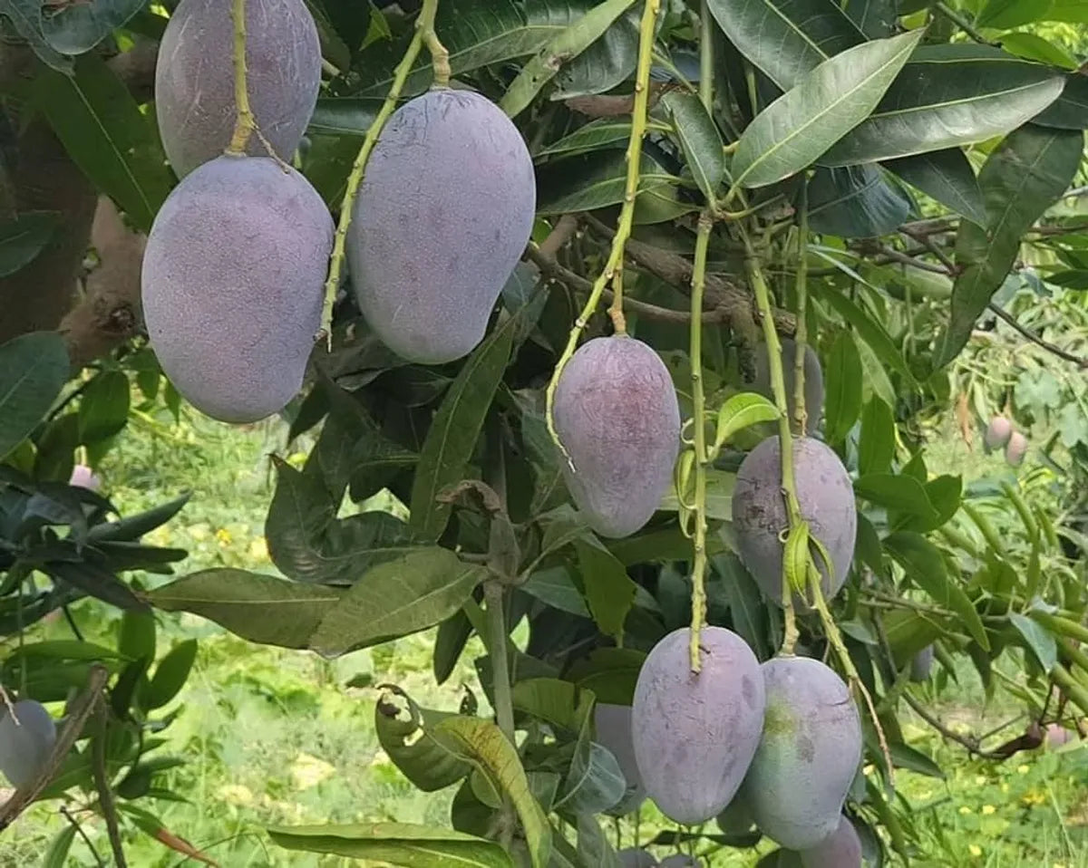 Pusa Ambika Mango Plants For Home & Gardening