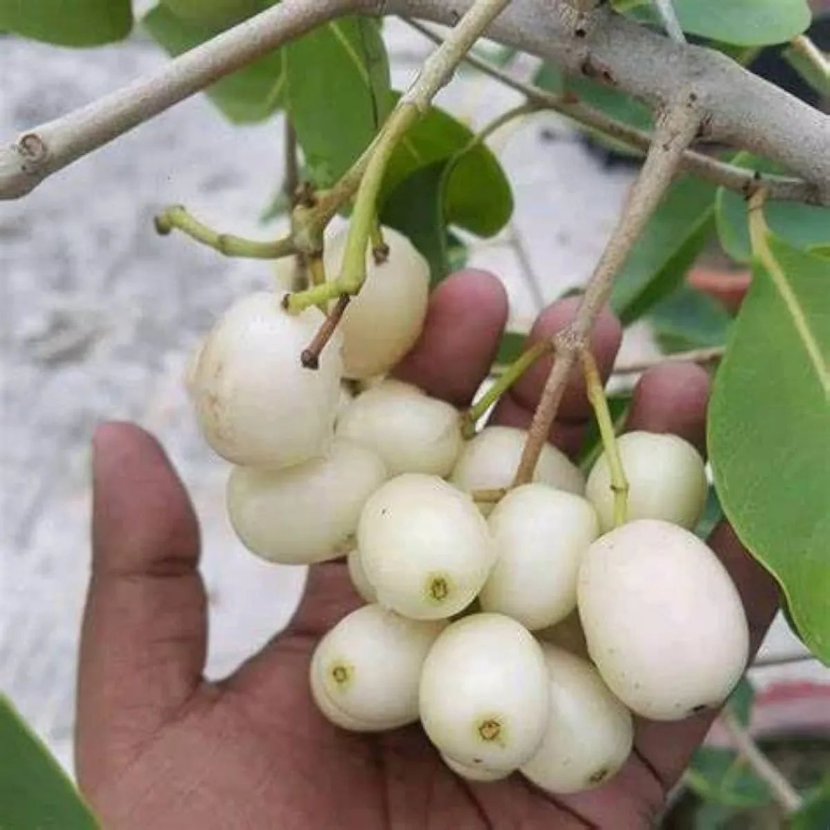 Thai White Jamun Fruit Plants For Home & Gardening