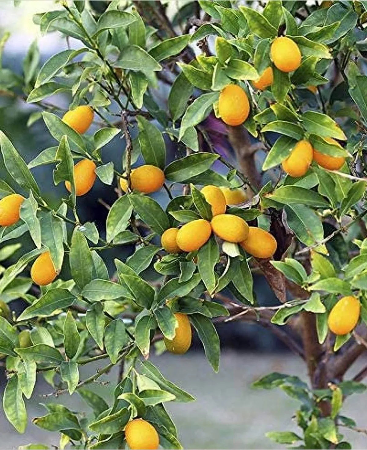 Sweet Lemon Fruit Plants For Home & Gardening