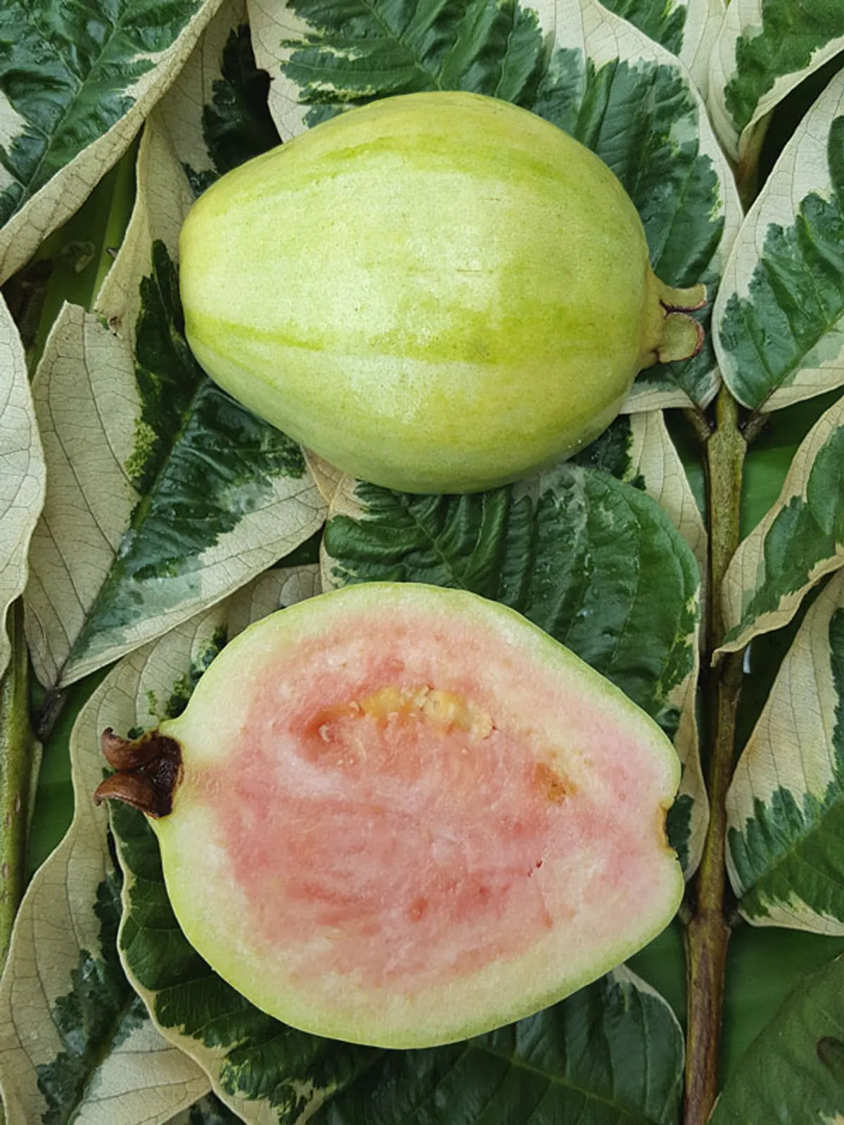 Variegated Guava Fruit Plants For Home & Gardening