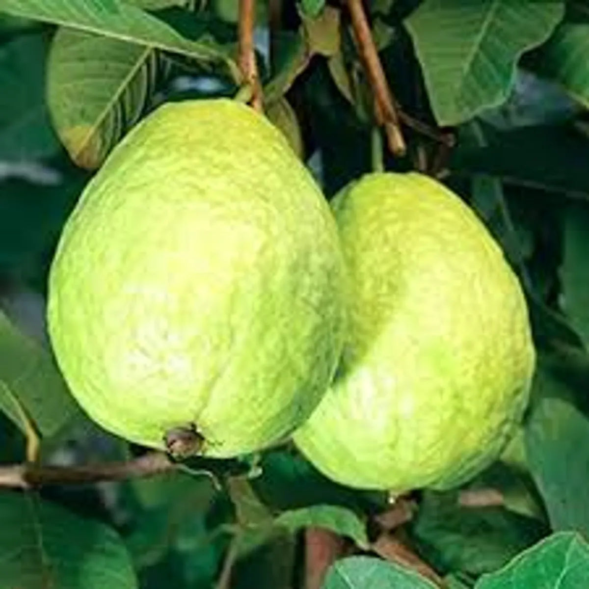 Thai 7 Guava Fruit Plants For Home & Gardening