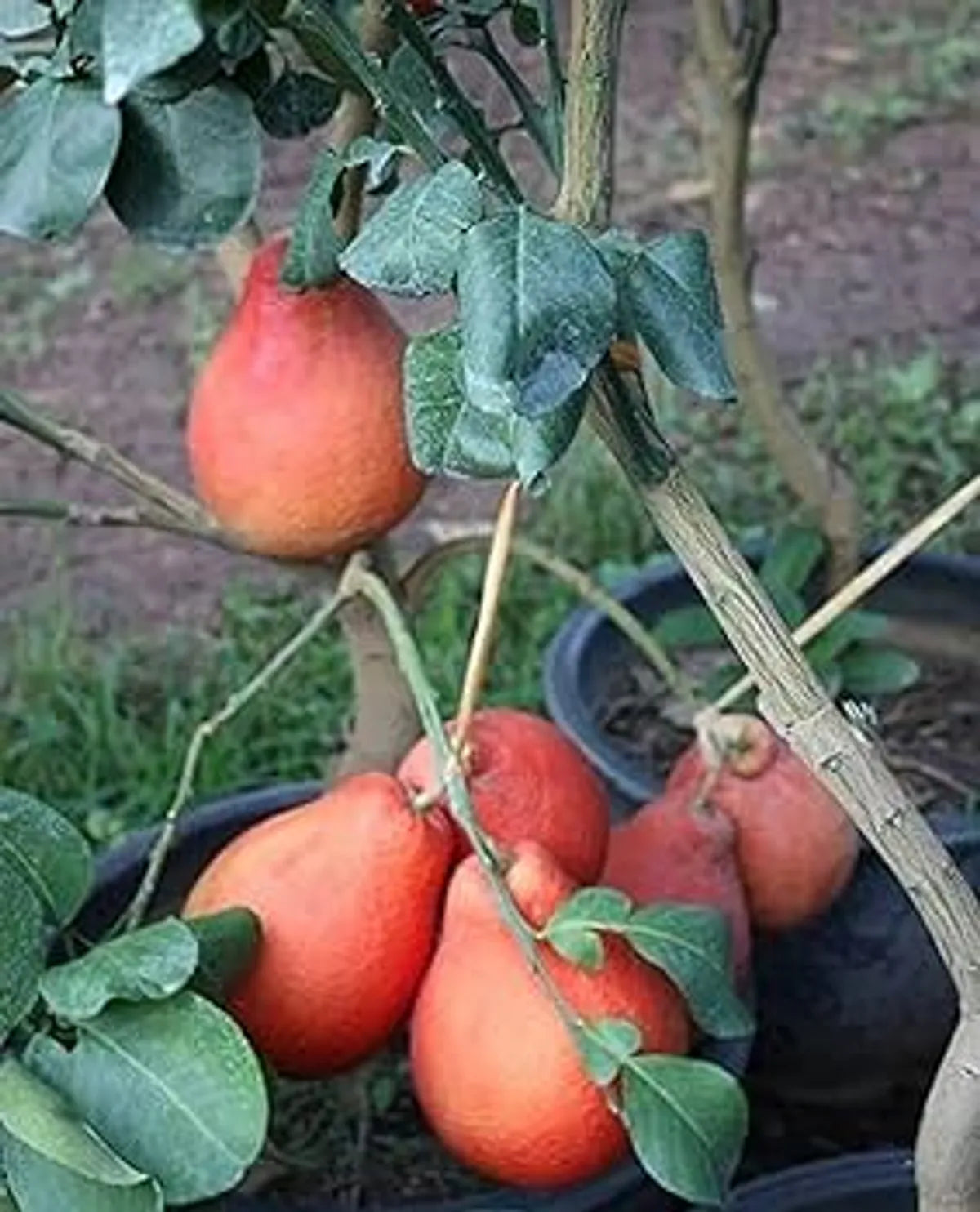Red Jambura Fruit Plant For Home & Gardening