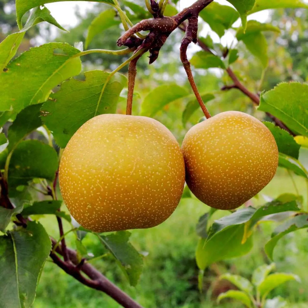 Nashpati Fruit Plants For Home & Gardening