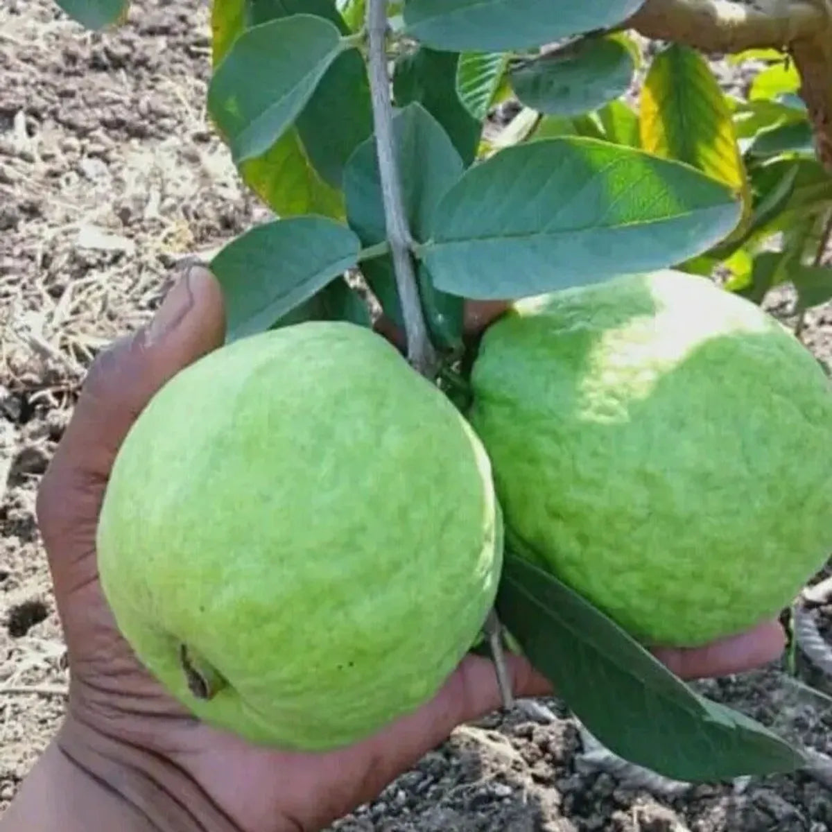 Taiwan Pink Guava Fruit Plants For Home & Gardening
