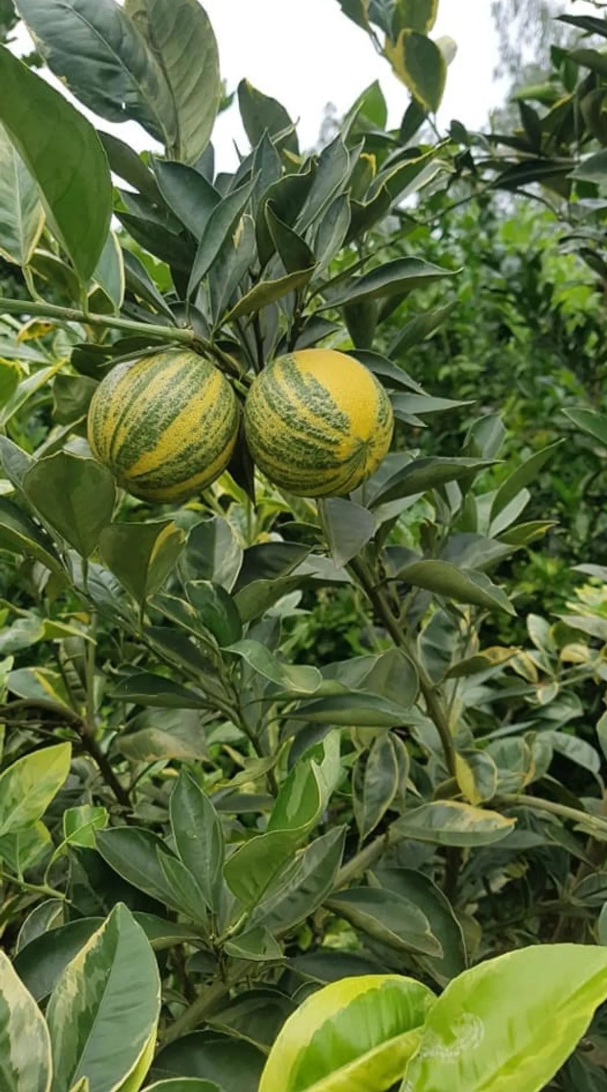 Variegated Malta Fruit Plants For Home & Gardening