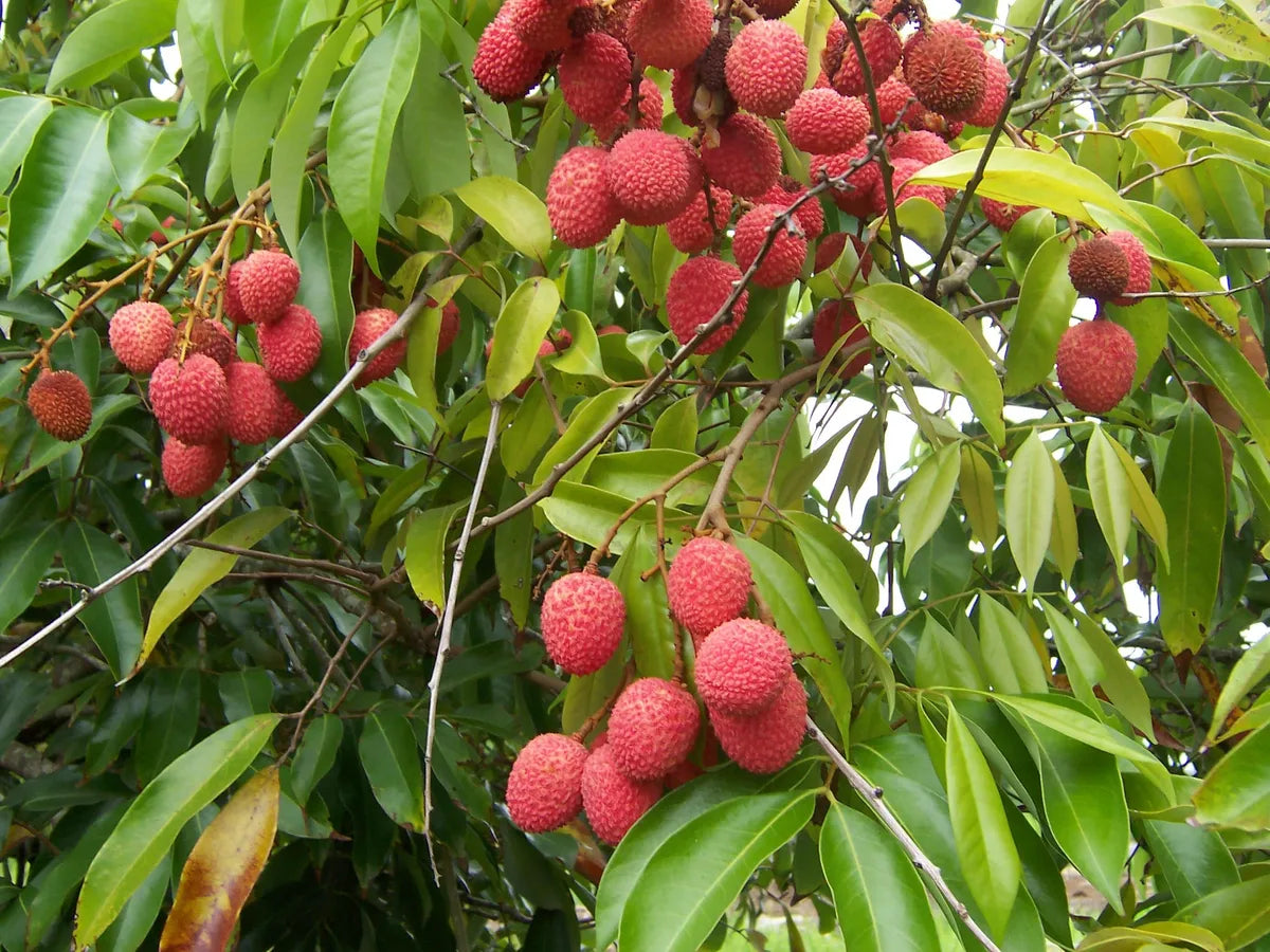 Chinese Litchi Fruit Plants For Home & Gardening