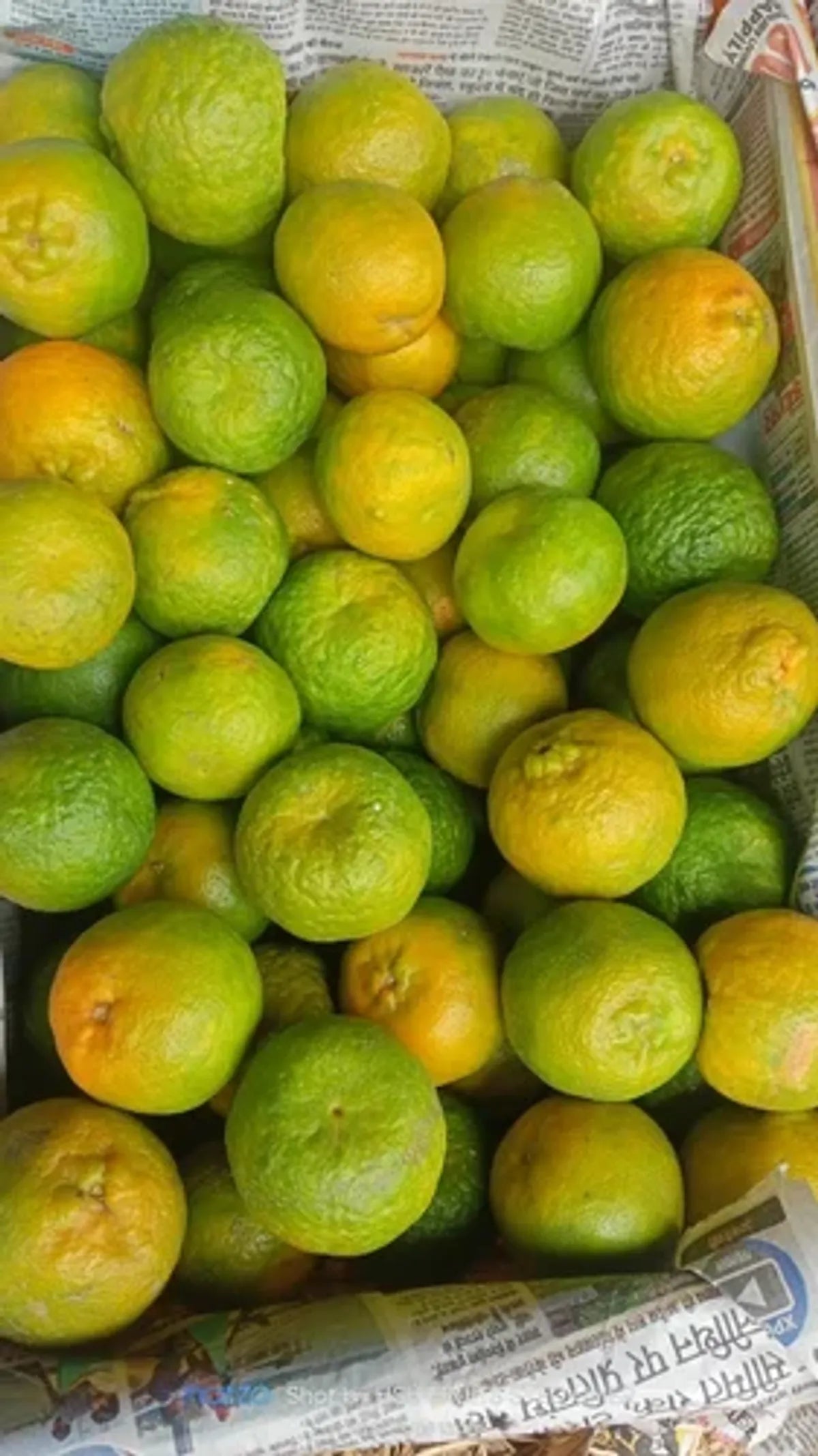 Nagpur Orange Fruit Plants For Home & Gardening