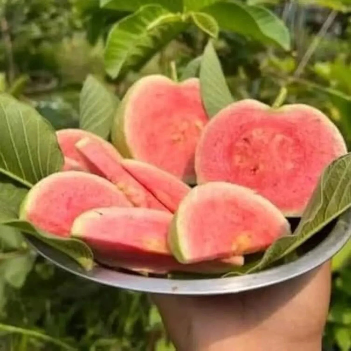 Red Diamond Guava Fruit Plants For Home & Gardening