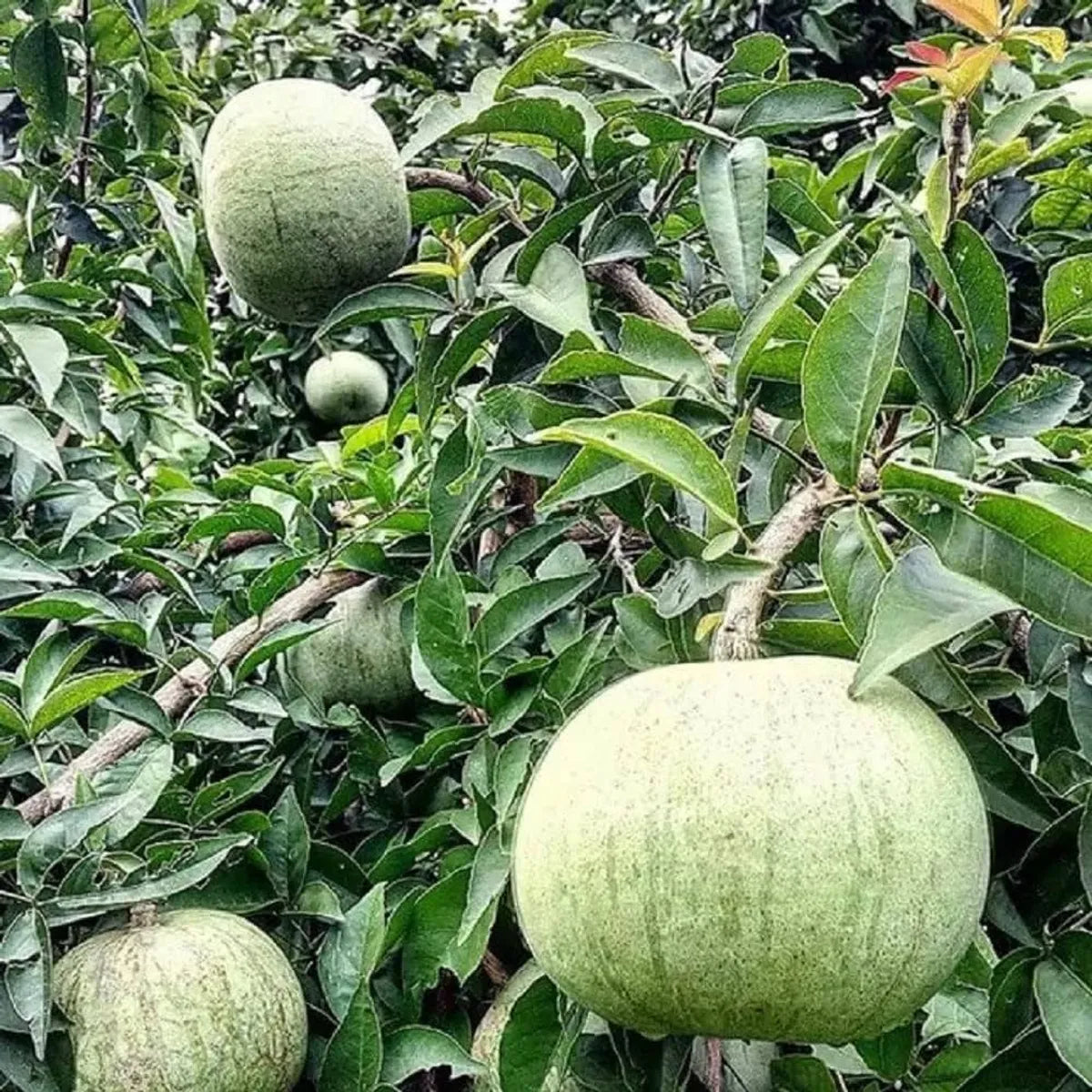 Thai Bel Fruit Plants For Home & Gardening