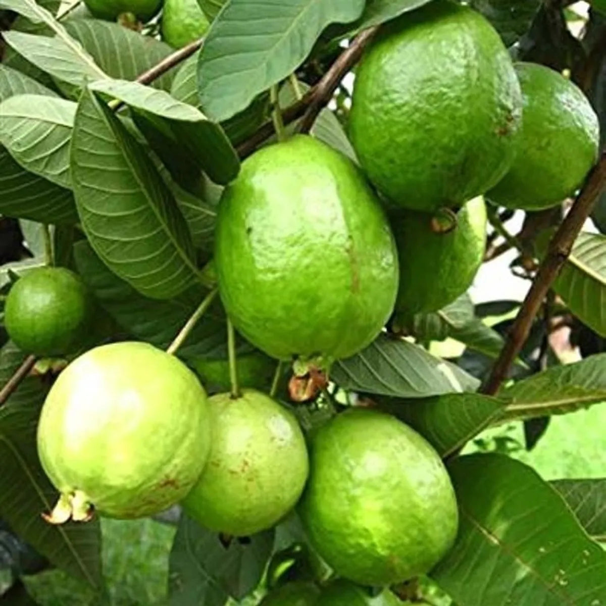 L49 Guava Fruit Plant For Home & Gardening