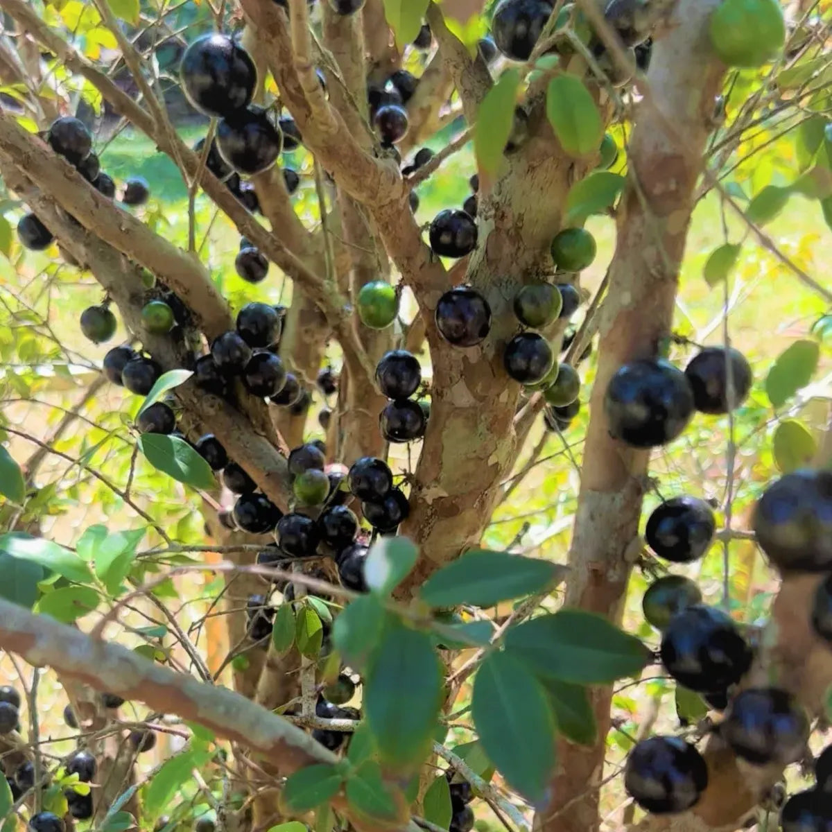 Jaboticaba Fruit Plant For Home & Gardening