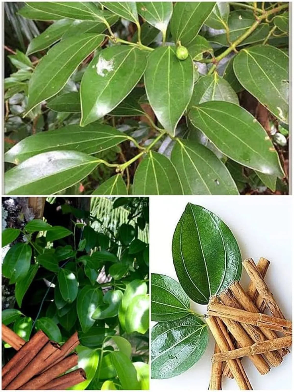 Dalchini Plants For Home & Gardening