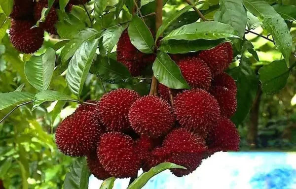 Pulasan Fruit Plant For Home & Gardening