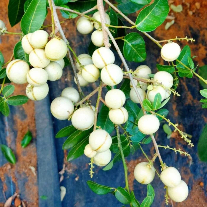 White Longan Fruit Plants For Home & Gardening
