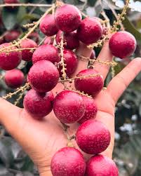 Ruby Longen Fruit Plants For Home & Gardening