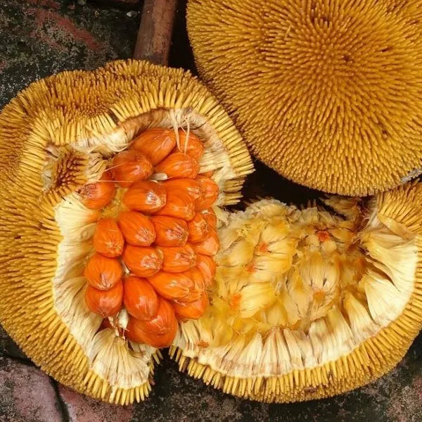 Keledang fruit plant