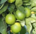 Kolkata Patti Lemon fruit plants