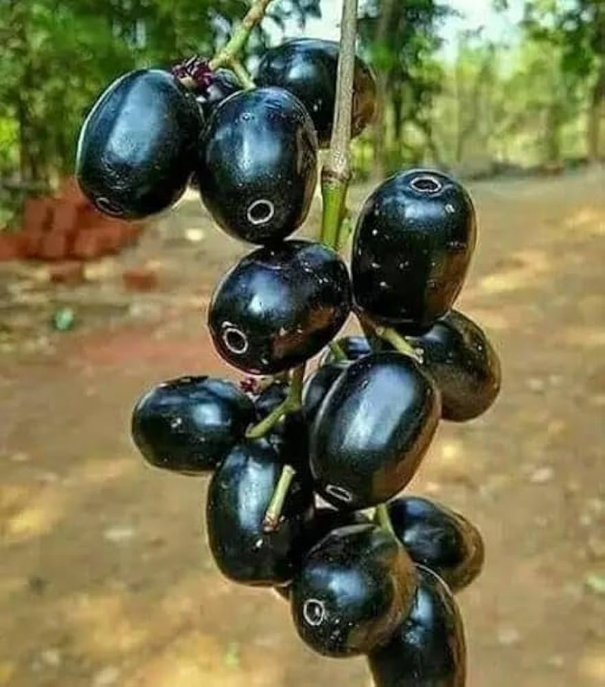 Black Jamun fruit plants