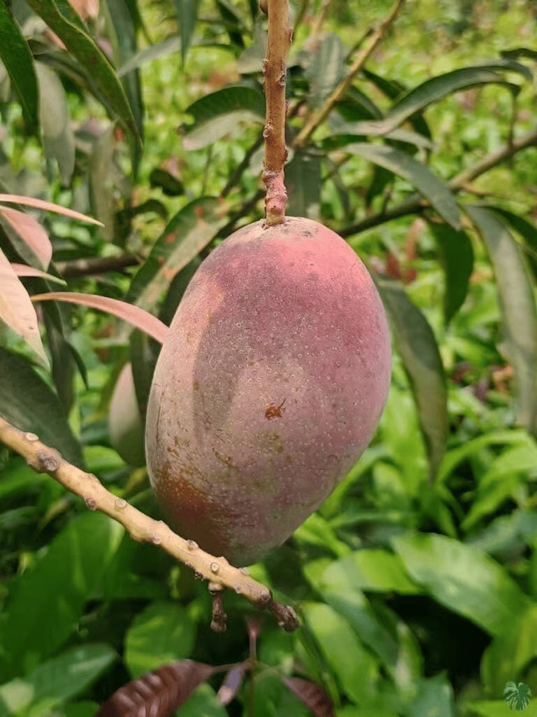 Miyazaki Mango Plants For Home & Gardening
