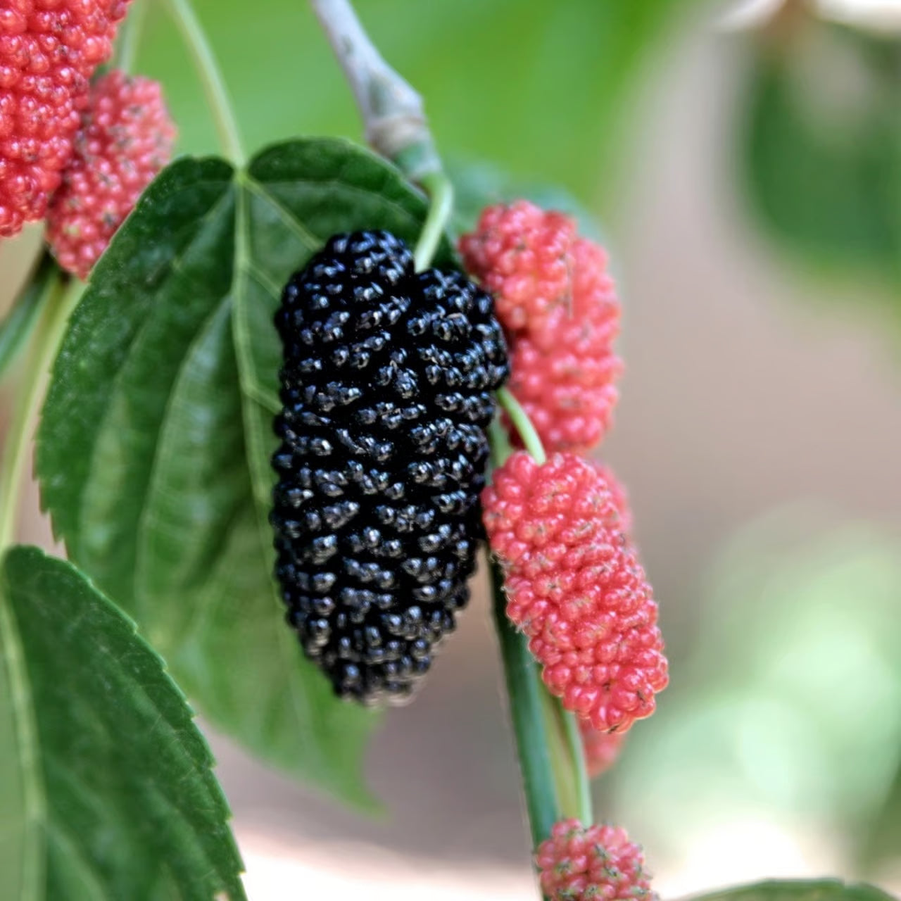 Shorts Mulberry fruit plants