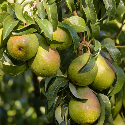 Babugosha Fruit Plants The Sweet Pear Tree for Indian Gardens