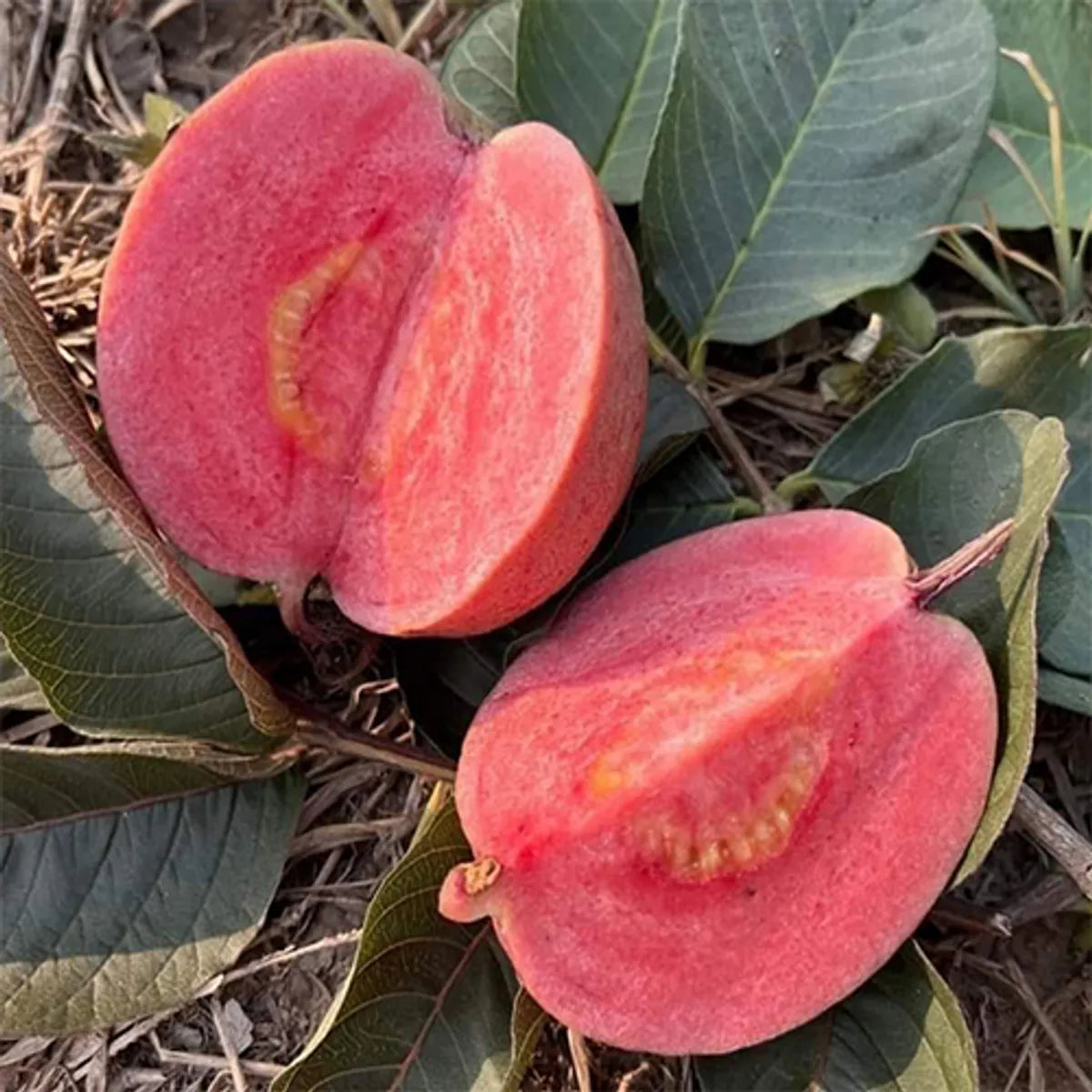 GUAVA PLANT