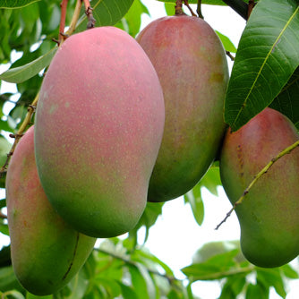 MANGO PLANT