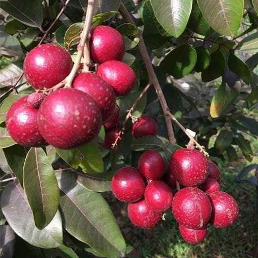 Ruby Longen Fruit Plants For Home & Gardening