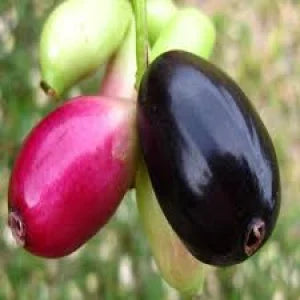 Thai King Jamun Fruit Plants For Home & Gardening