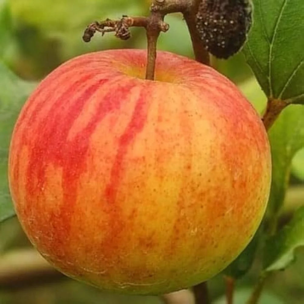 Boll Sundari Apple Ber Fruit Plants For Home & Gardening