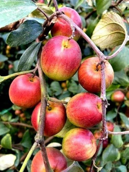 Miss India Apple Ber Fruit Plants For Home & Gardening