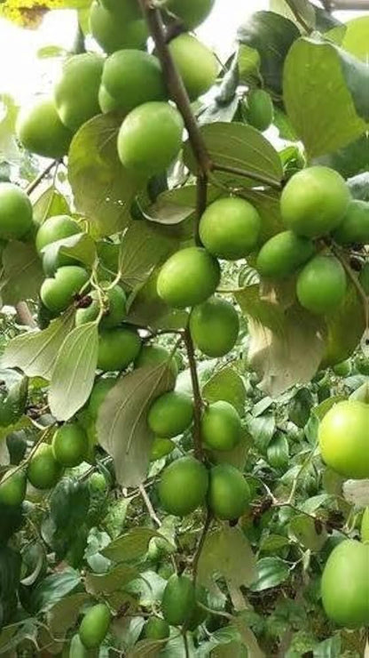 Green Apple Ber Fruit Plants For Home & Gardening