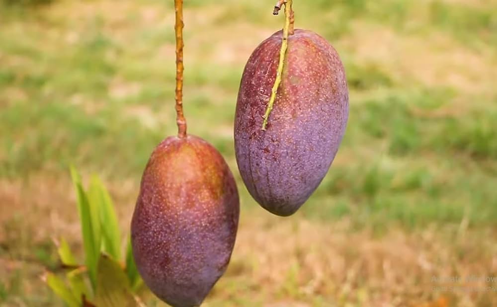 King Of Chakapat Mango Plant For Home & Gardening