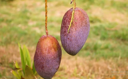 King Of Chakapat Mango Plant For Home & Gardening