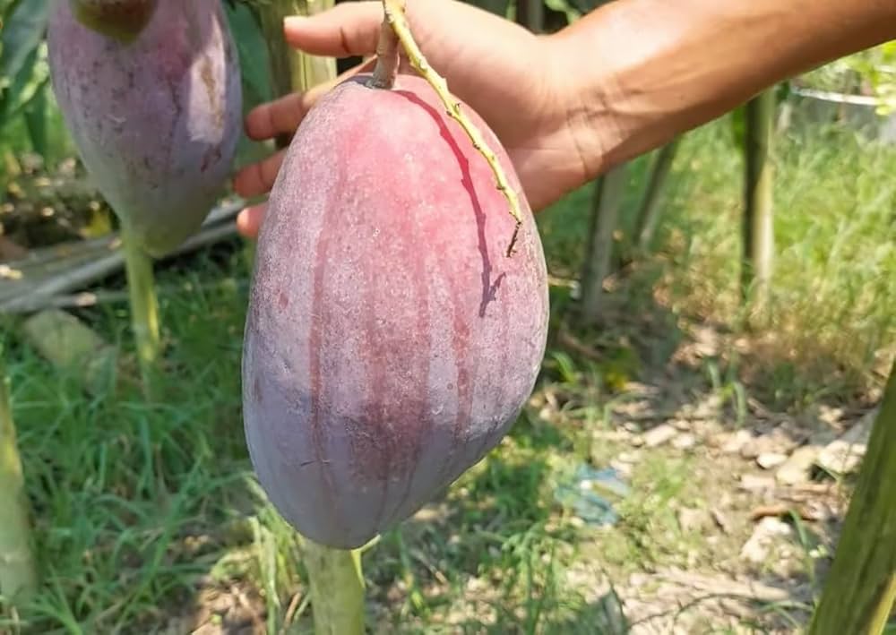 Nam Dok Mai Si Mueng Plants For Home & Gardening