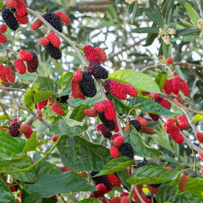 Shorts Mulberry Fruit Plants For Home & Gardening