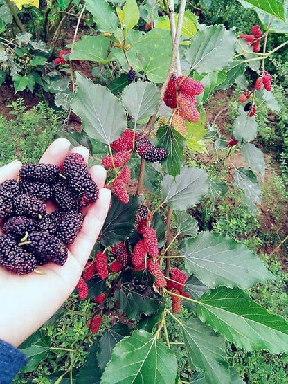 Shorts Mulberry Fruit Plants For Home & Gardening