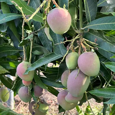 Pusa Arunica Mango Plants For Home & Gardening