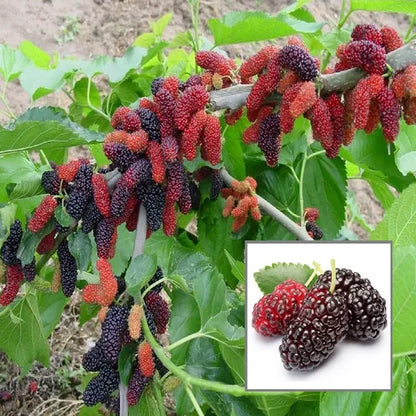 Shorts Mulberry Fruit Plants For Home & Gardening