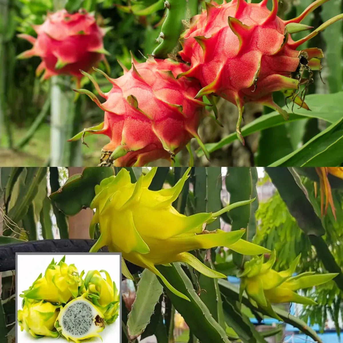 Pack of 2 plants Red and yellow Dragon fruit plants