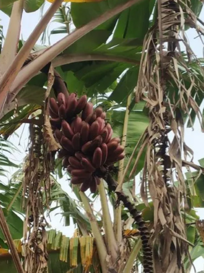 Red Banana fruit plants