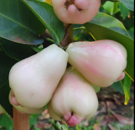 White missile water apple fruit plant