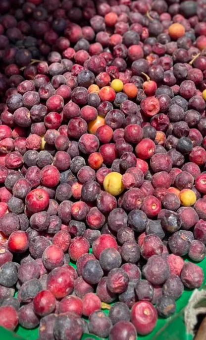 Falsa fruit plants